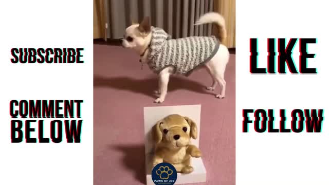 Try Not To Laugh With These Super Cute and Funny Pets