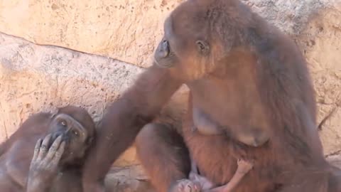 Martha and Baby - Western Lowland Gorillas Gladys Porter Zoo