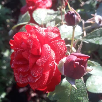 Rose in drops of dew