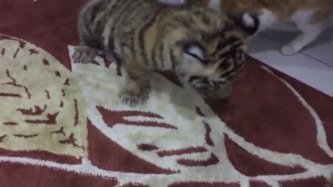 Cat and tiger play together