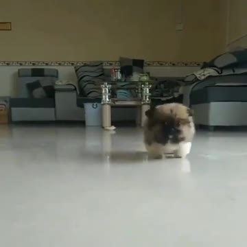 A toy or real puppy ?