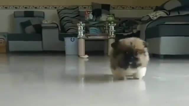 A toy or real puppy ?