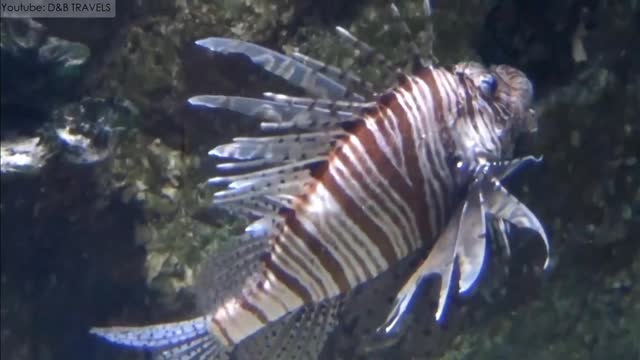 Have You Ever Seen A Red Lion Fish Yet Unseen Sea Creatures