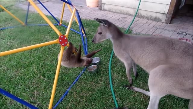 Baby Sloths - EXTREMELY FUNNY