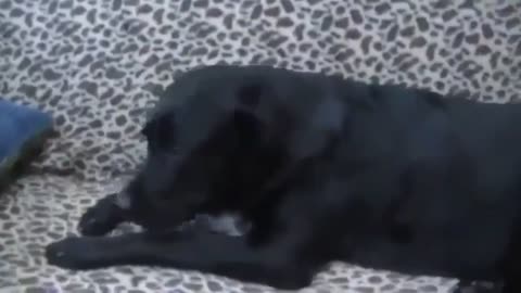 Dog Keeps Cat From People