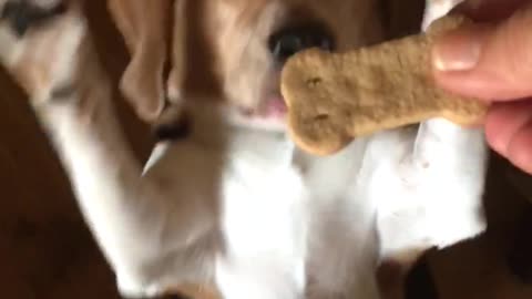 Brown dog standing up to eat treat