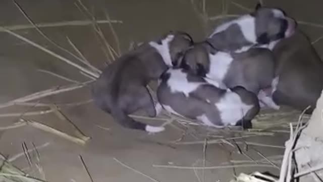 Lucy and Family (Cute Puppies)-1