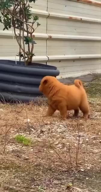 What a cute pup 😍😍😍