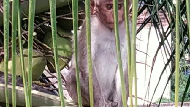 Cute monkey in the coconut tree🌴 funny video