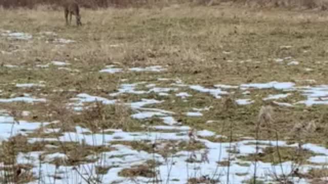 Illinois Late Season Shed Buck January 2021