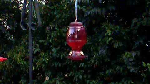 hummingbirds1