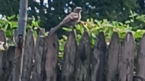 Thrush bird