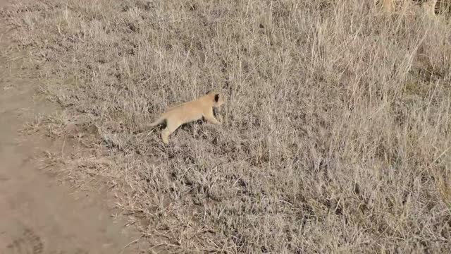 Baby lions enjoy with mom lion