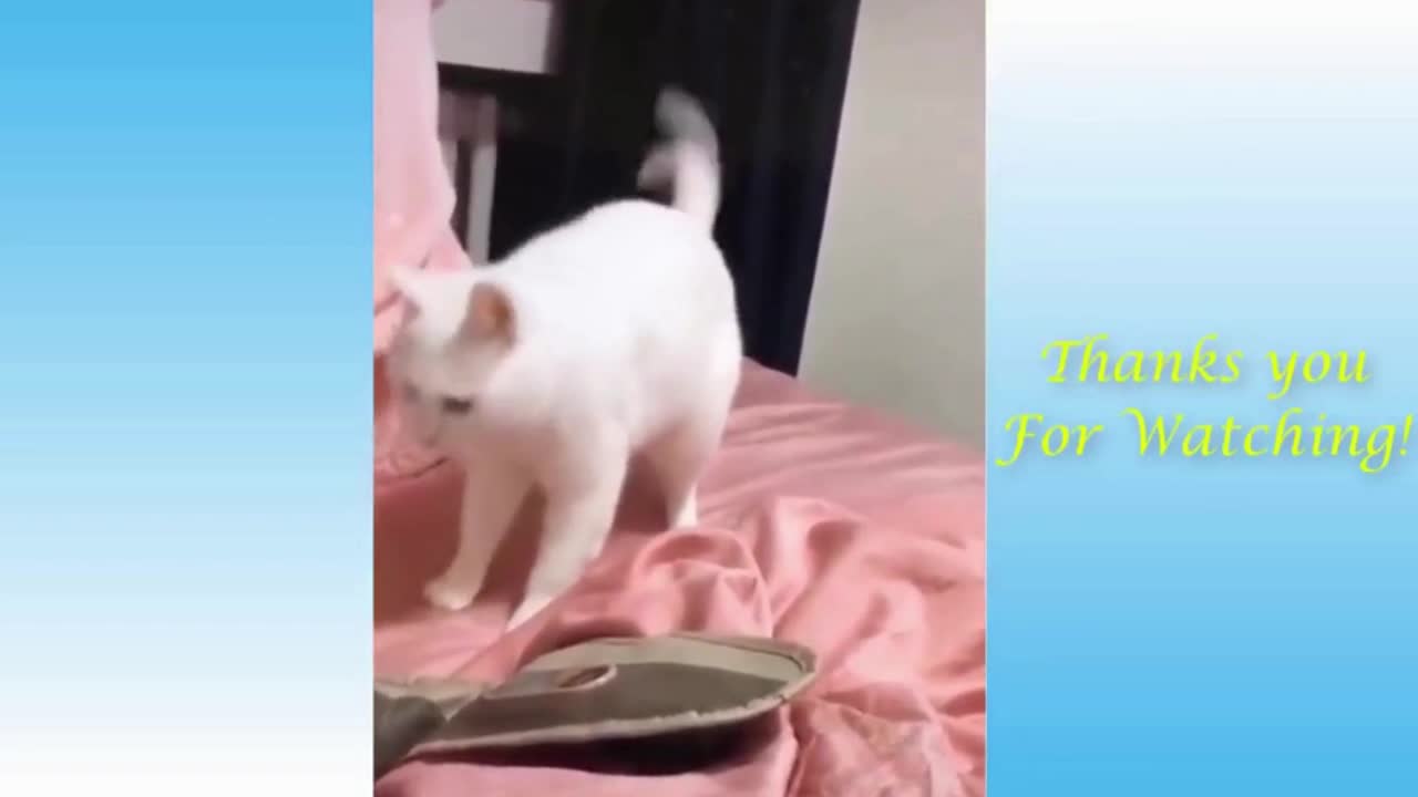 Funny Animal Videos 2022 😂 - Best Funny Dogs And Cats Videos 2022 😺#Shorts