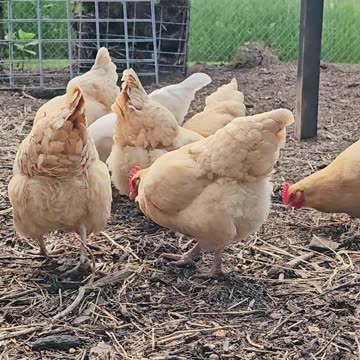 OMC! It's feeding time and things get physical!