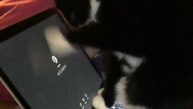 Black cat clawing at macbook login logo