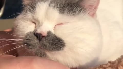 Massage the cat, he enjoys it