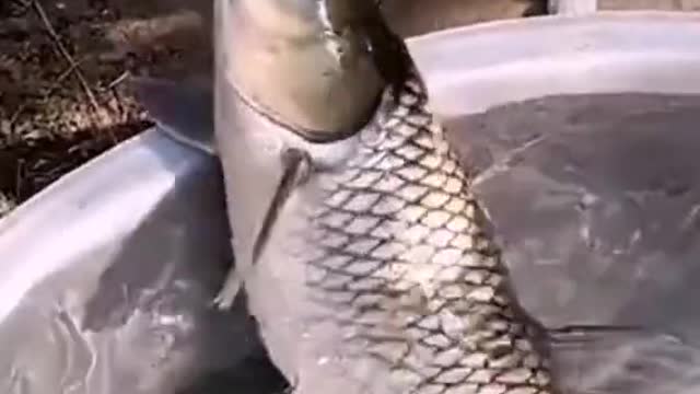 This cat can't take fish