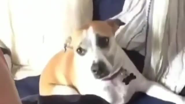 The dog is sperm