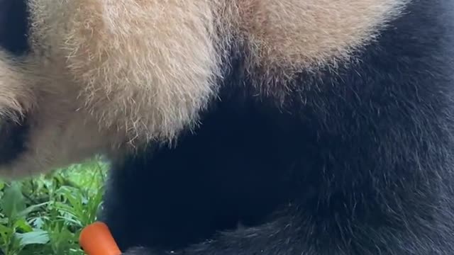 Panda loves to eat