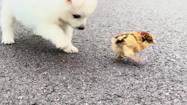 Super cute dog chasing chicken