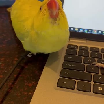 Right on the laptop… #talkingparrot #talkingbird #cuteanimals #funnyanimals #kisses