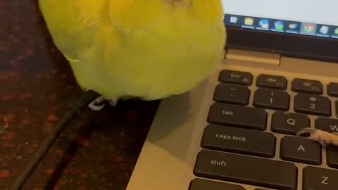 Right on the laptop… #talkingparrot #talkingbird #cuteanimals #funnyanimals #kisses