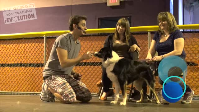 Great Video Training and Listening Skills for Dog/ Puppy Owners in The US