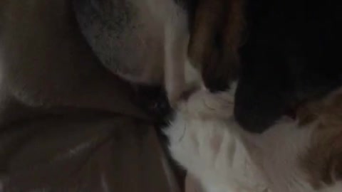 Brown dog sleeping on sofa