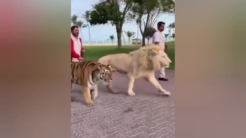 Bring Lion go out