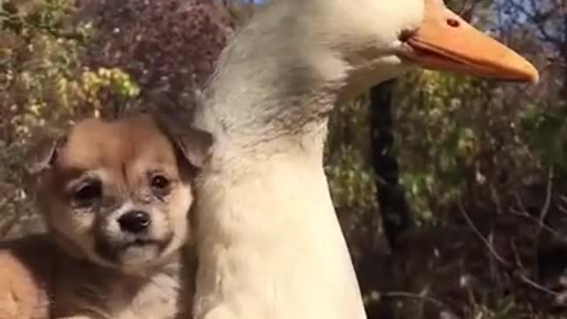 Super Cute Animals