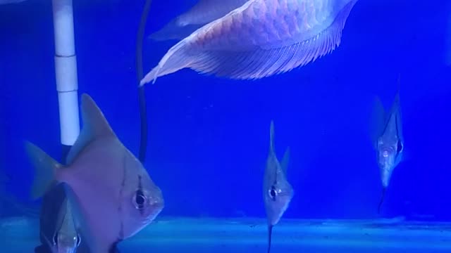 silver arowana tropical fish