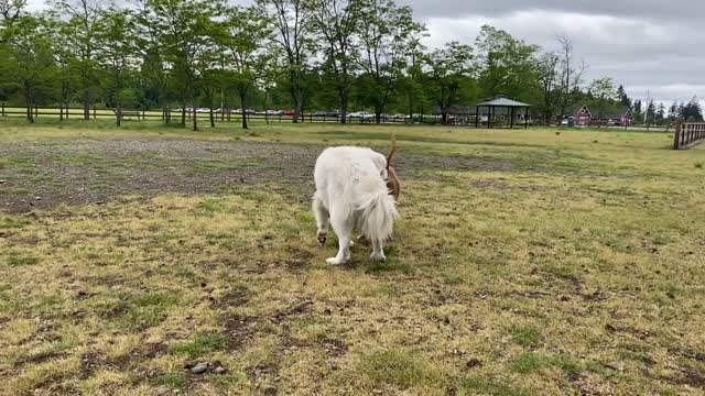 German Shepherd Fighting Against Pitbull