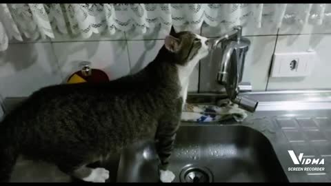 kitten drinking water from the tap