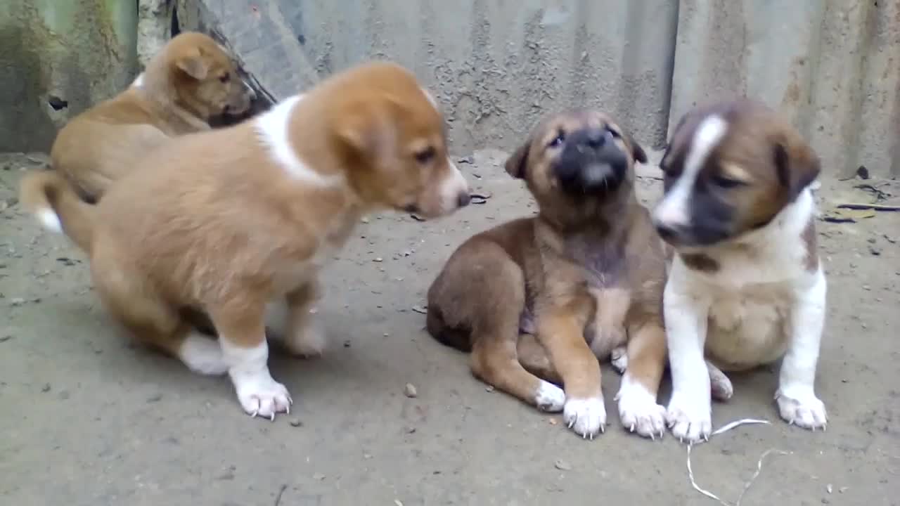 dog