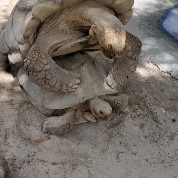 Tortoise Love