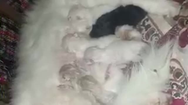 Cat gives birth to 5 🐱 kittens ♥️