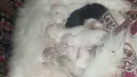 Cat gives birth to 5 🐱 kittens ♥️