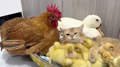 Chickens and ducks were shocked to see cats scrambling to take their children.