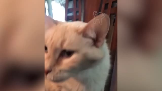 BEST DANK CAT MEMES COMPILATION OF 2021