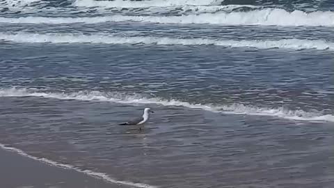 The sound of the waves and a leisurely seagull