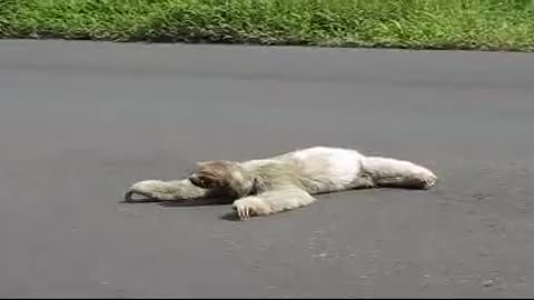 Three-toed sloth road escort