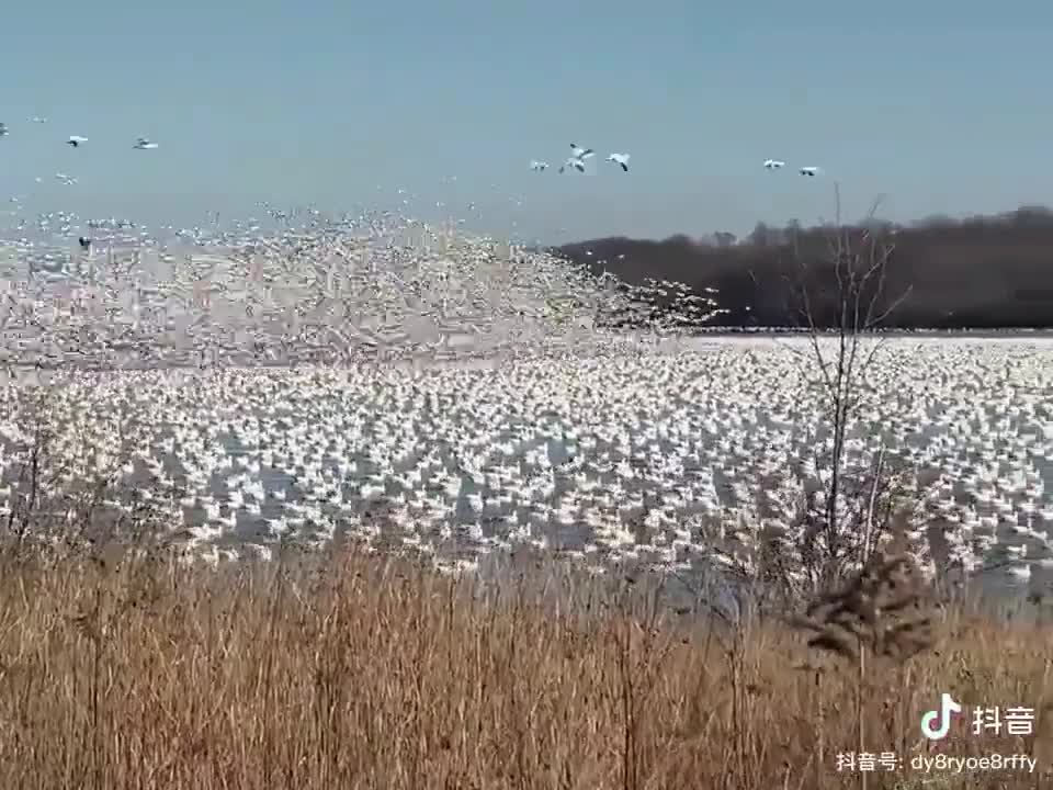 Beautiful birds flying away from a field ! watch till the end !🤩🤩🤩