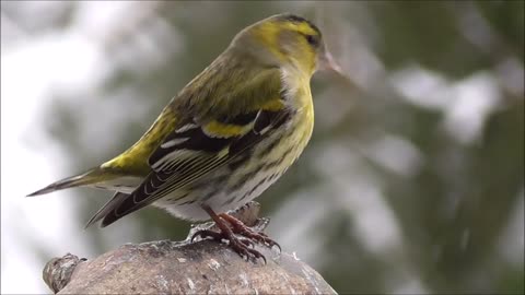 Robin bird 🐦🐦 Beautiful Birds