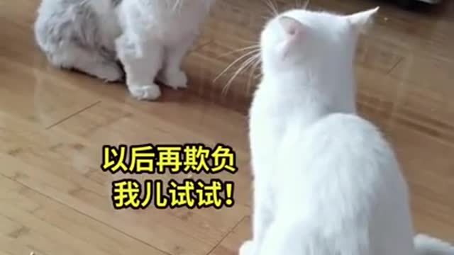 Funny cats fighter Animals Videos