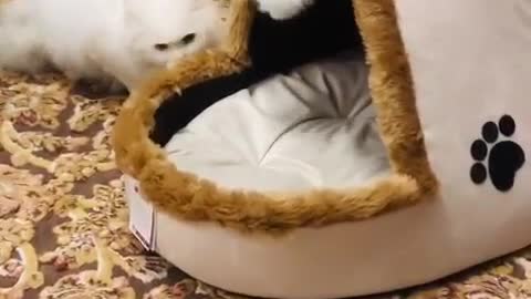 Funny Cat Having Fun