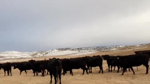 Buy American Beef, cartercountrymeats.com