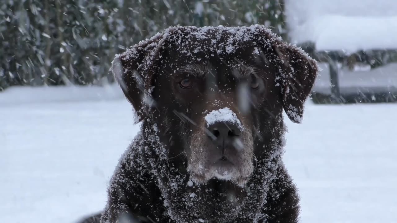 Labrador Dog Retriever