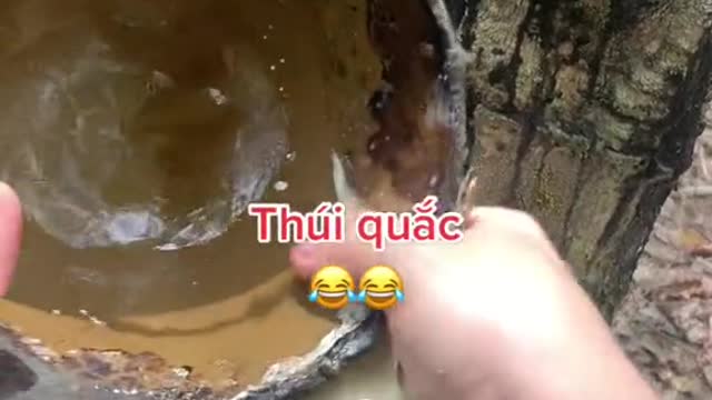 nhạc nền - Cô gái Tây ninh (6)
