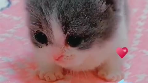 Cute Cat, adorable cat, funny cat :)